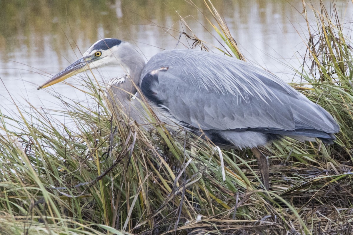 Great Blue Heron - ML525193121