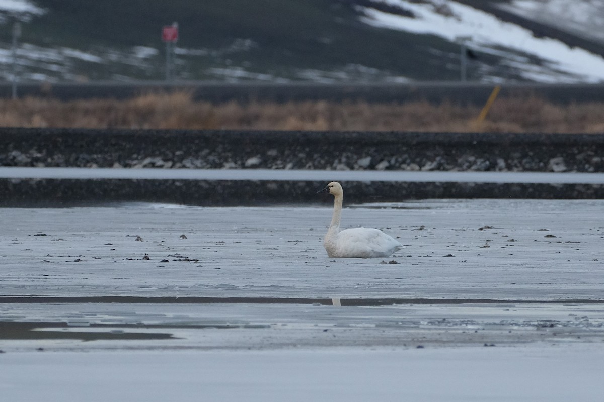 Tundra Swan - Ben Bright