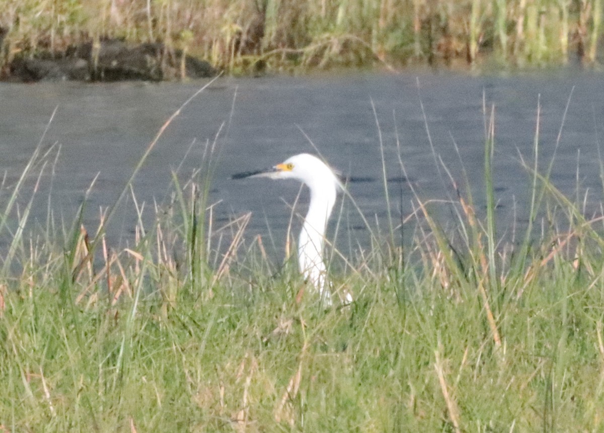 Snowy Egret - Brandy Johnson