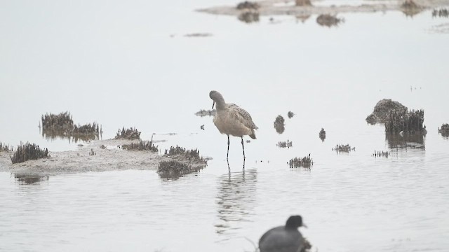 Marbled Godwit - ML525199341