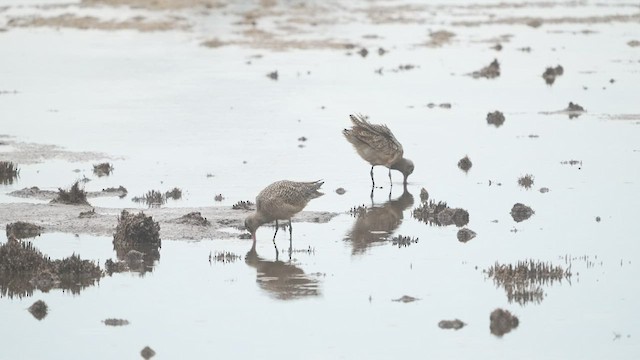 Marbled Godwit - ML525199371