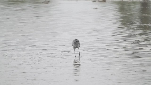 Reddish Egret - ML525199611