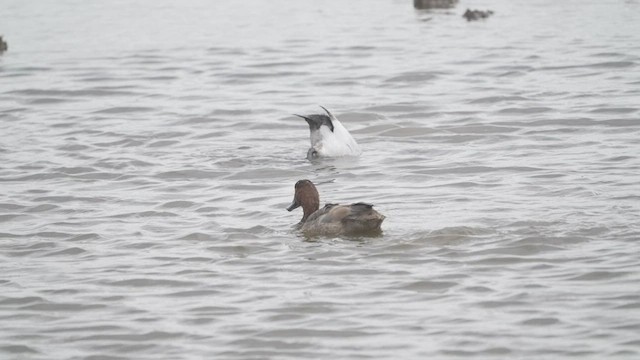 Redhead - ML525199781