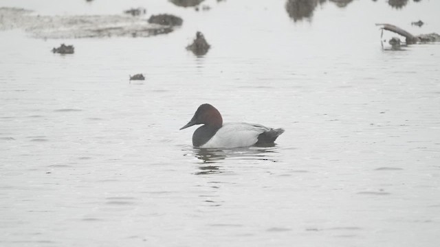 Canvasback - ML525200061