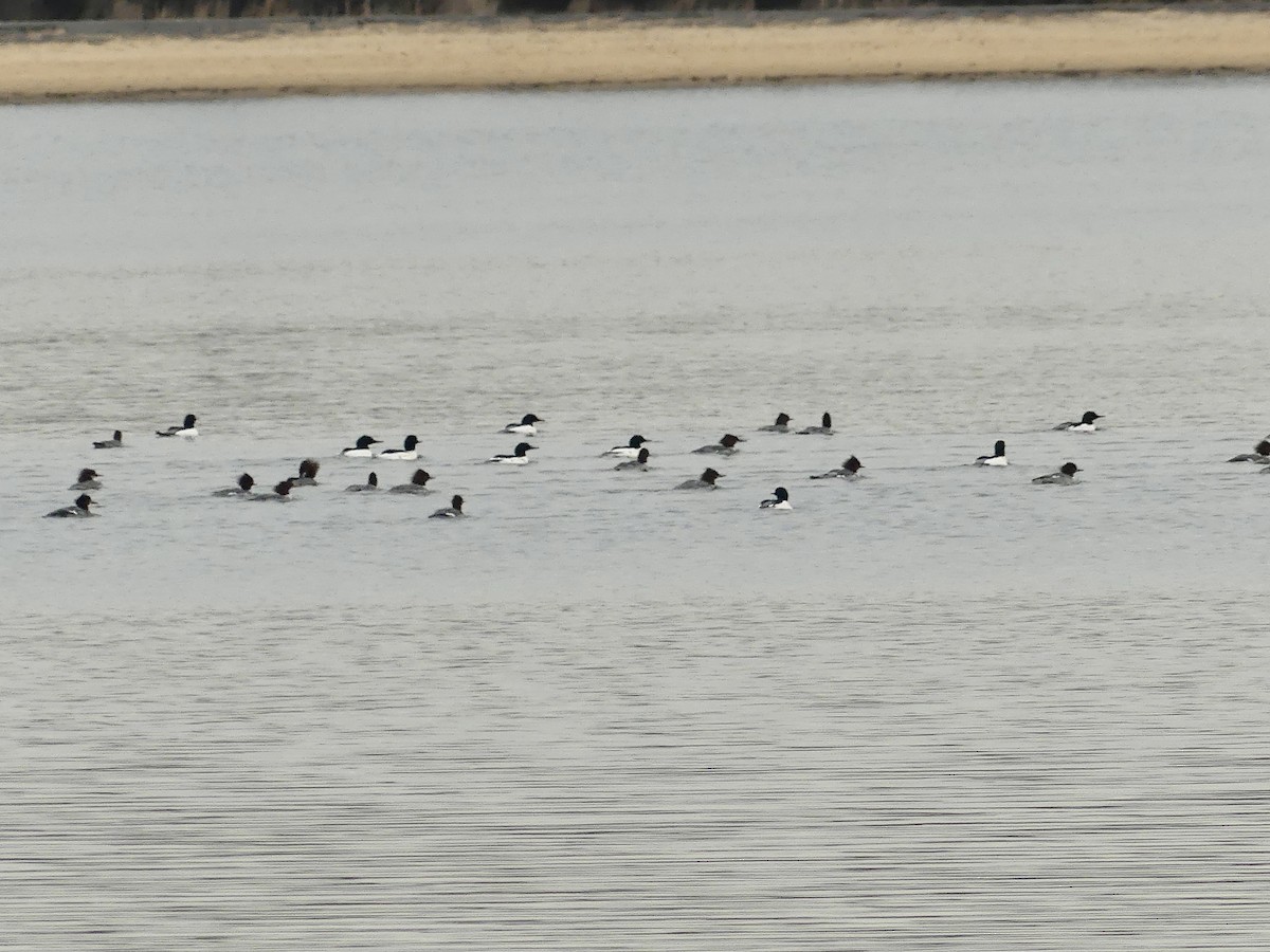 Common Merganser - Tyler Mansfield