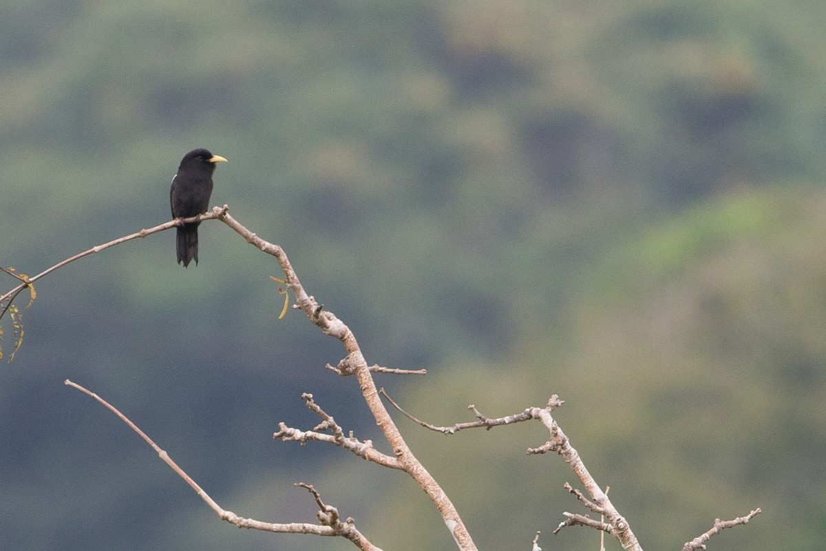 Yellow-billed Nunbird - ML52520121