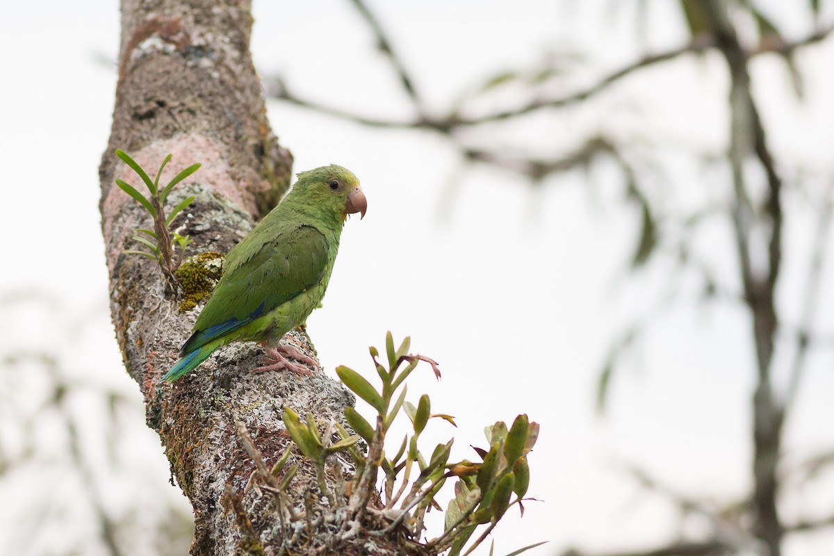 Cobalt-winged Parakeet - Darren Clark