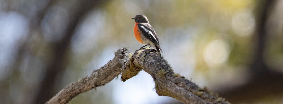 Flame Robin - ML525202071