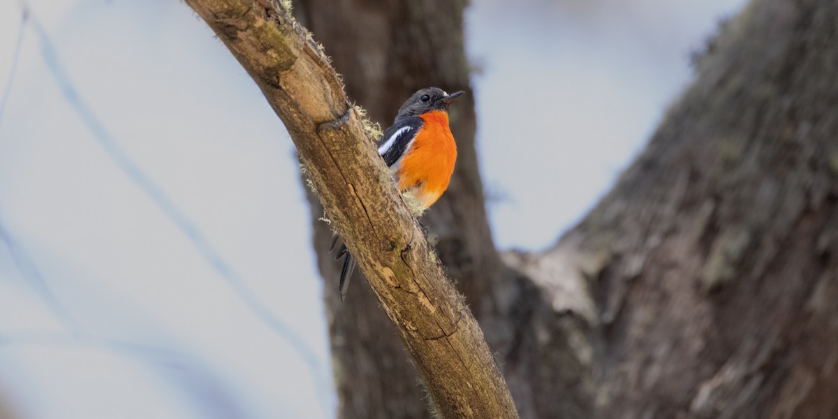 Flame Robin - ML525202081