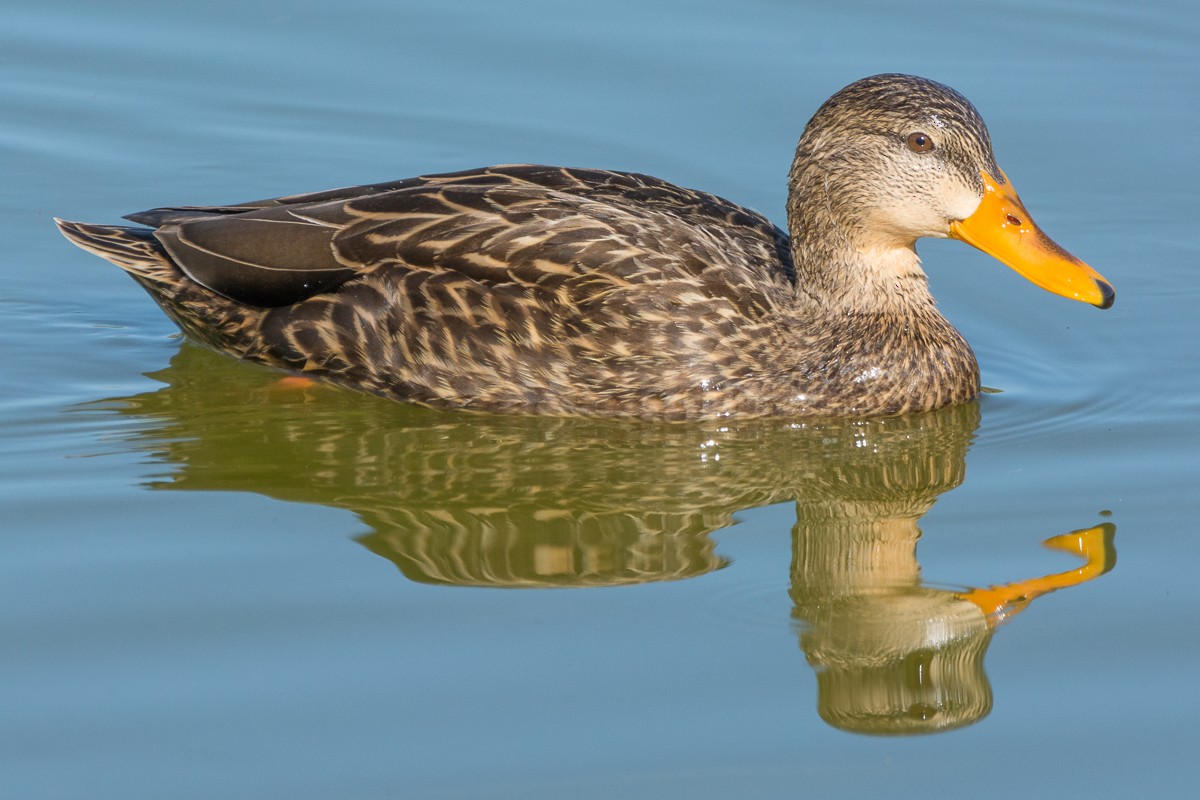Mexican Duck - Juan Miguel Artigas Azas