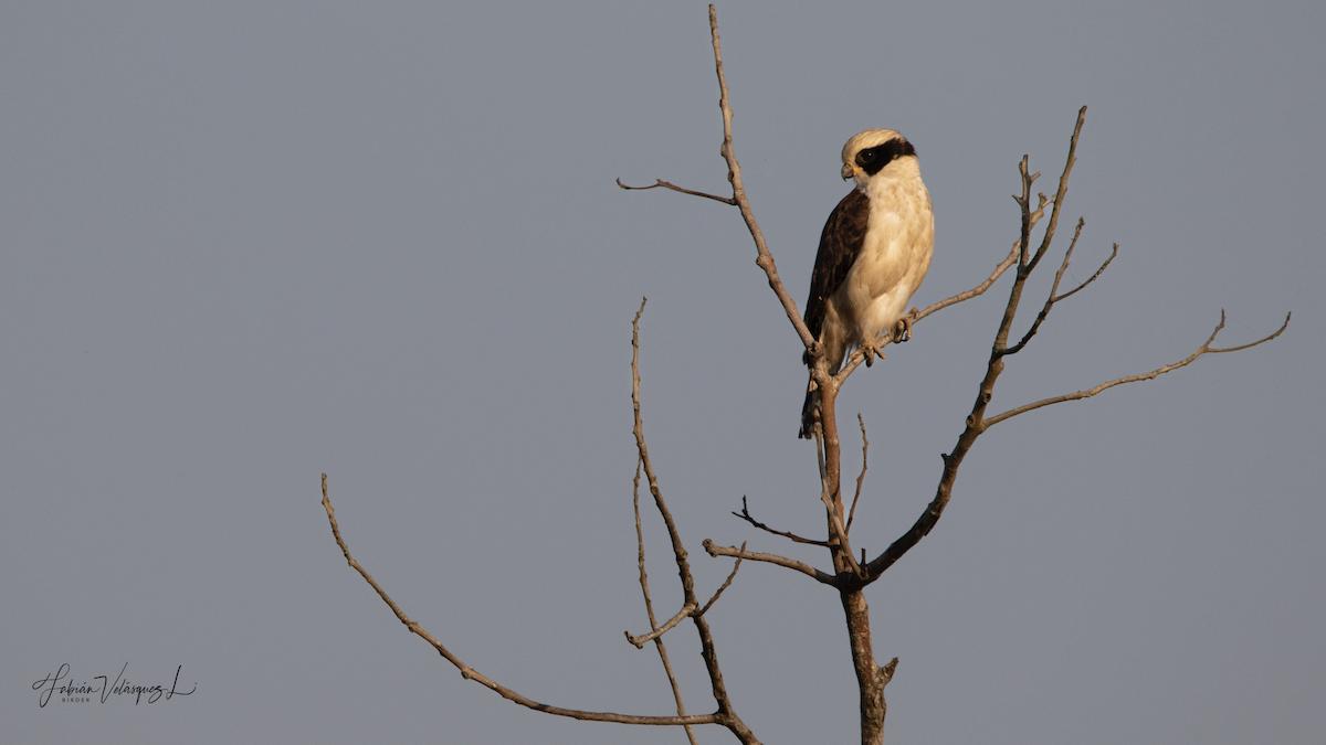 Laughing Falcon - ML525202511