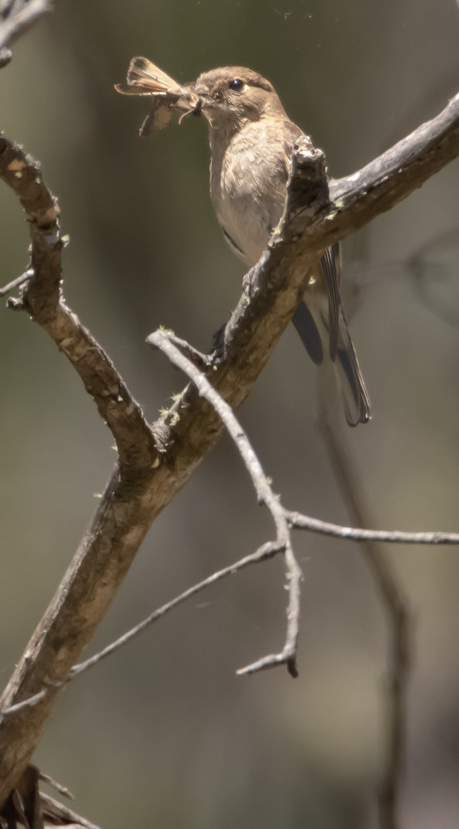 Flame Robin - ML525202771