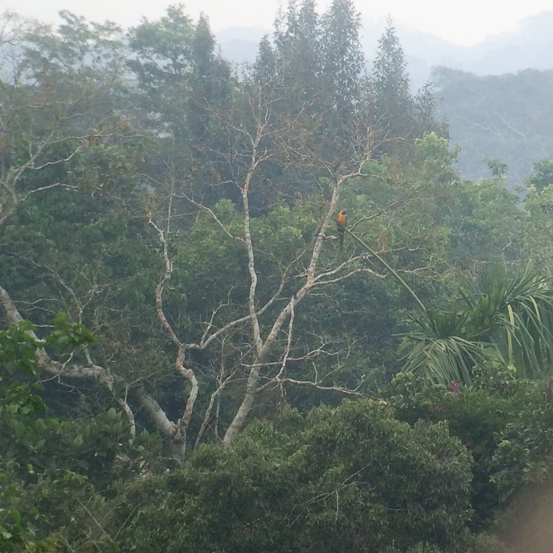 Blue-and-yellow Macaw - ML52520291