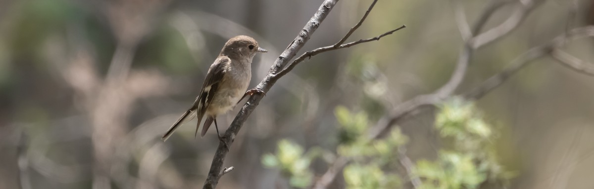 Flame Robin - ML525204451