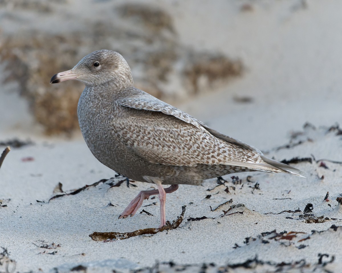 Glaucous Gull - Ashley Fisher