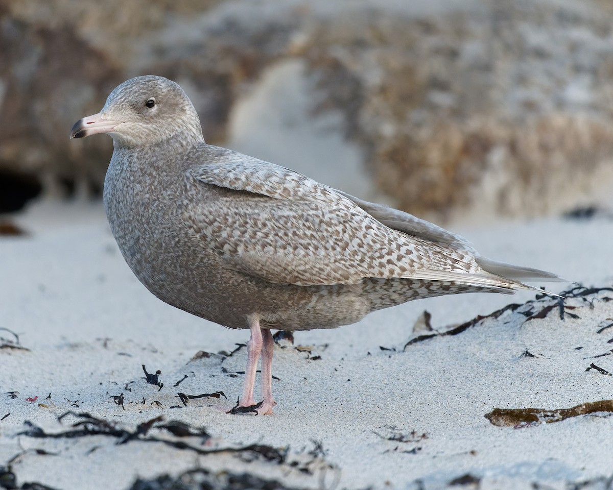 Glaucous Gull - Ashley Fisher