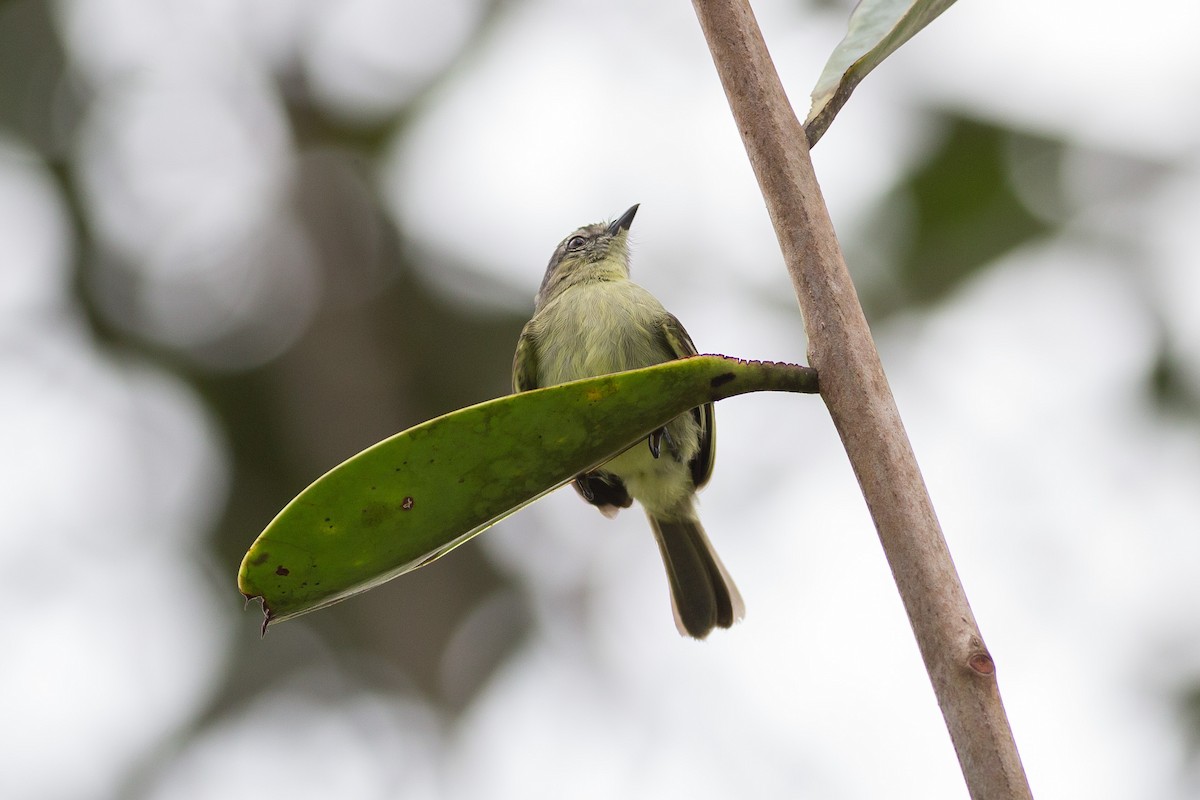 Slender-footed Tyrannulet - ML52520561