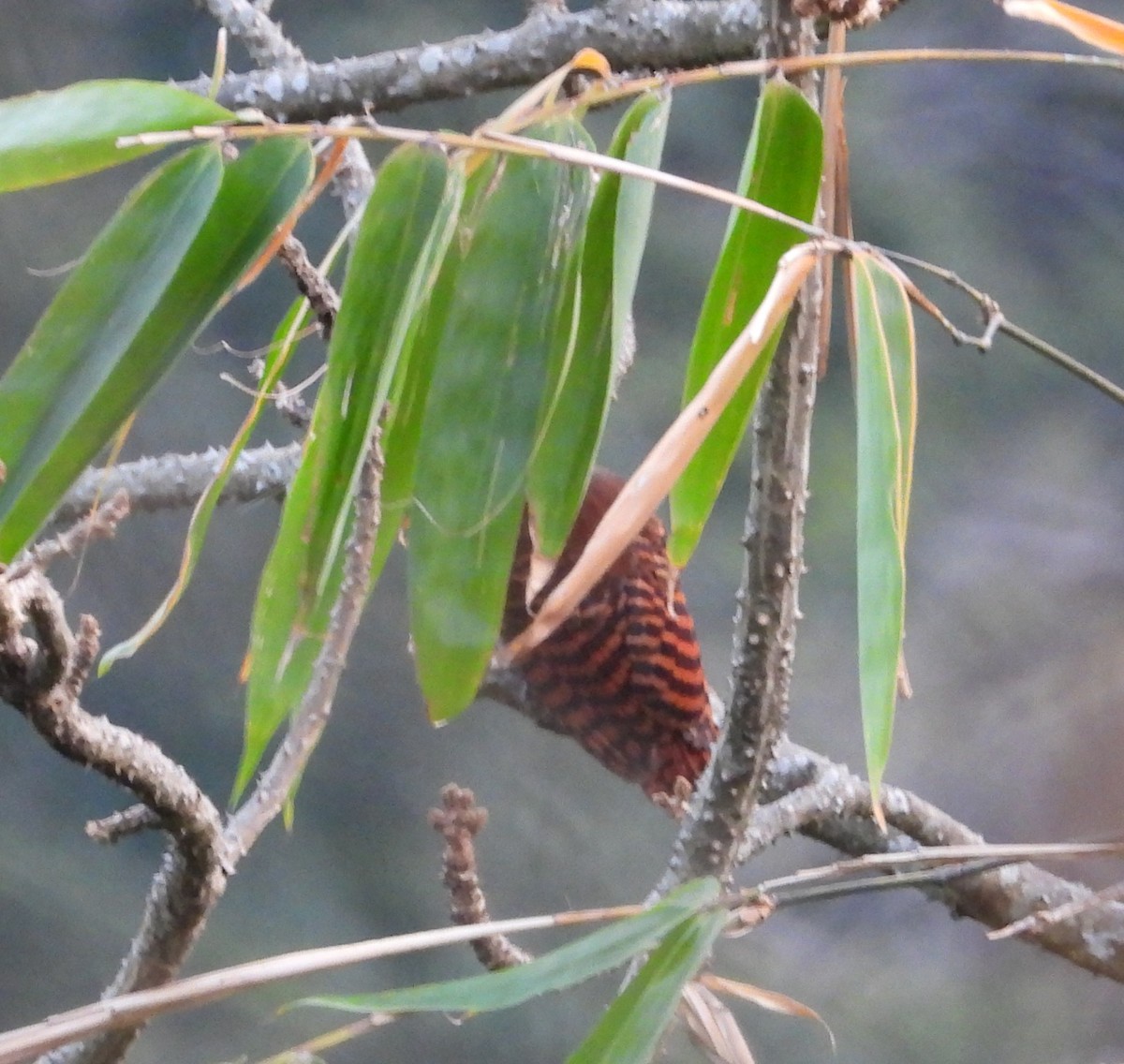 Bay Woodpecker - ML525206721