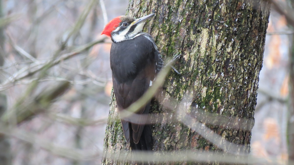 Pileated Woodpecker - ML525206981