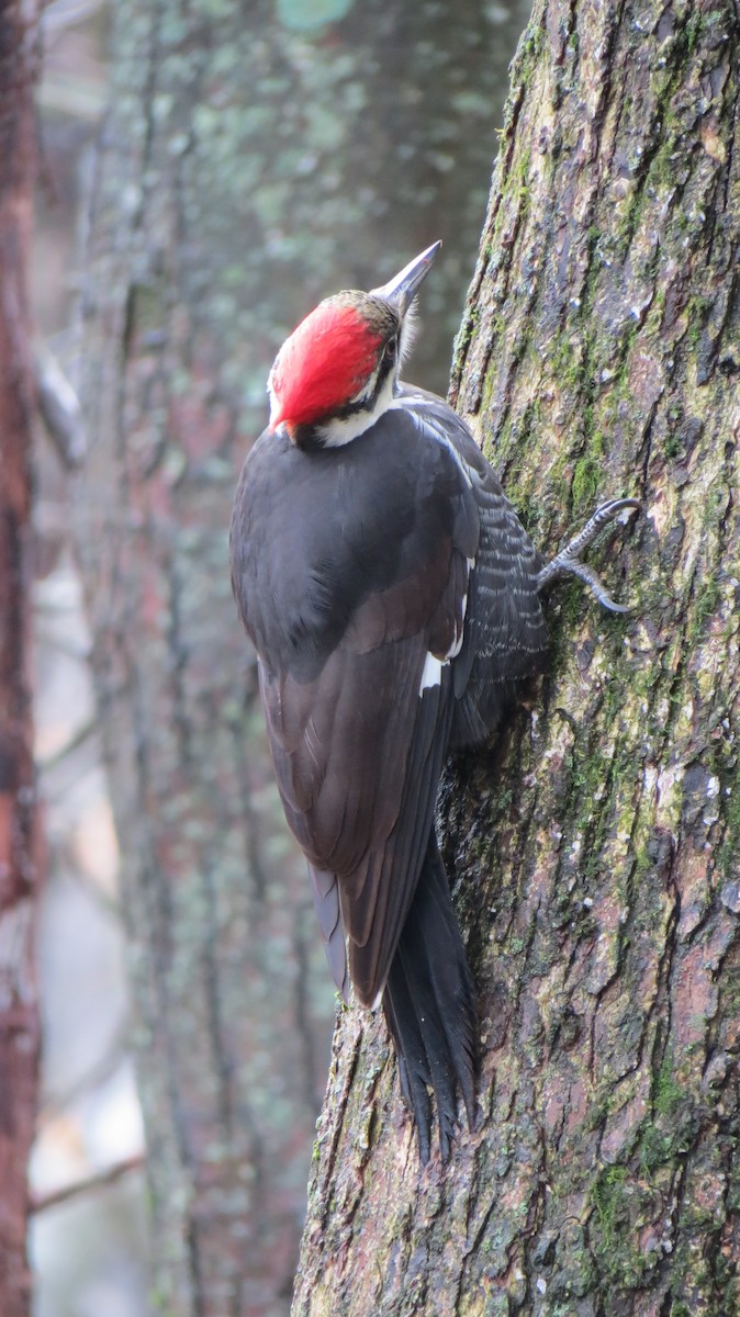 Pileated Woodpecker - ML525206991