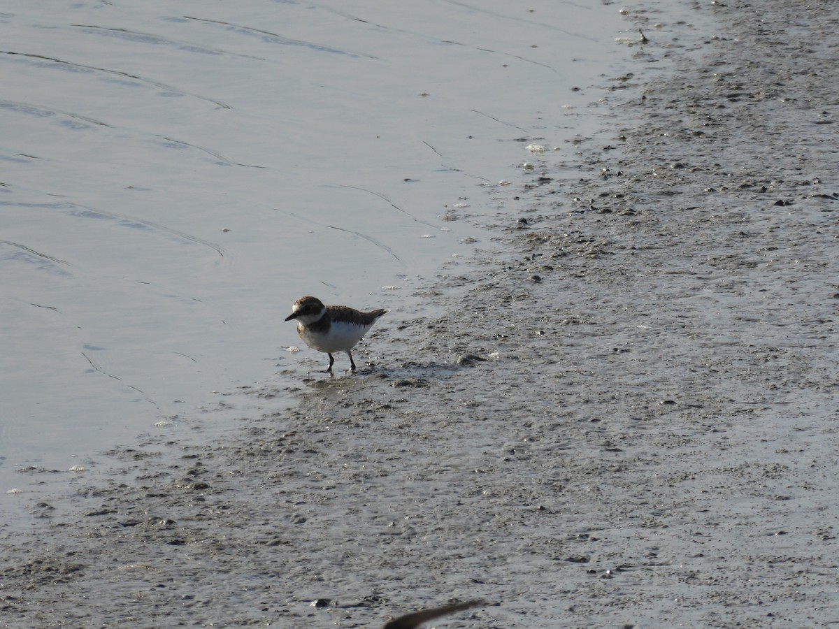 Little Ringed Plover - ML525208311