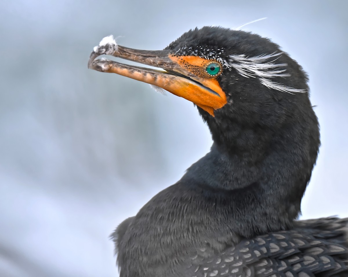 Double-crested Cormorant - ML525208851