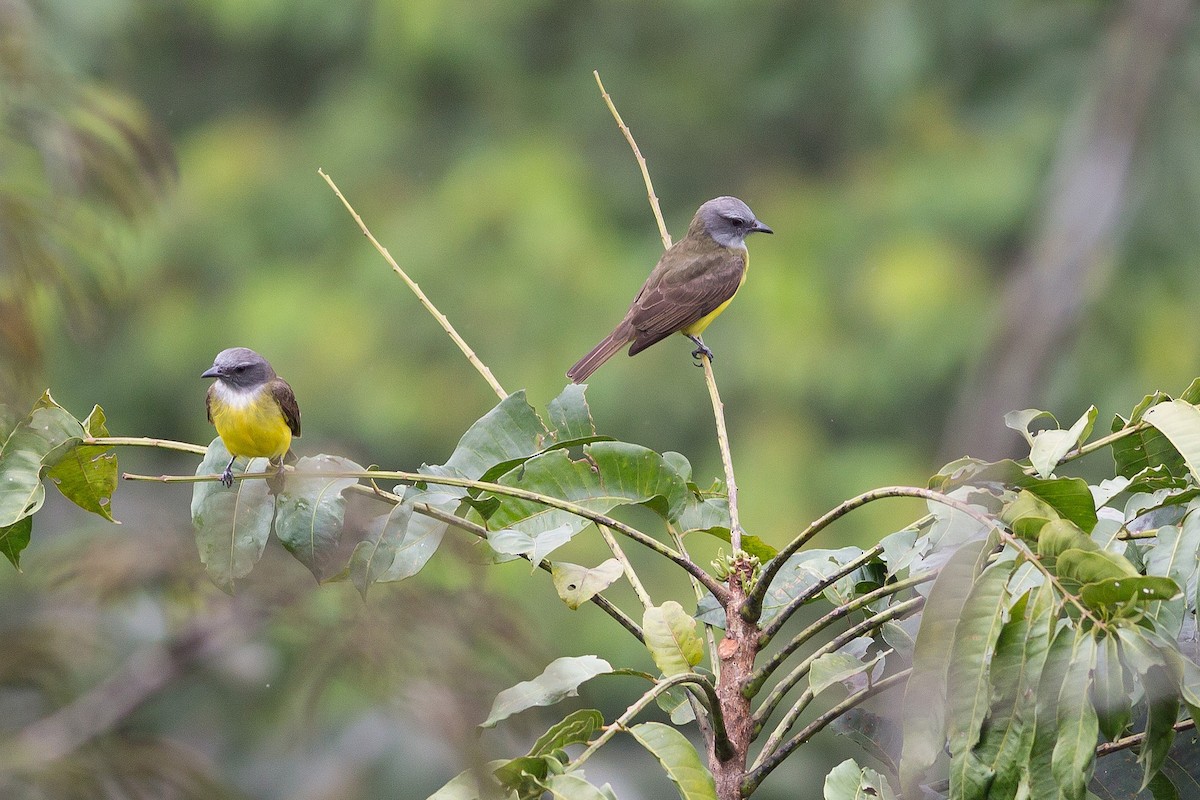 Sulphury Flycatcher - ML52520971