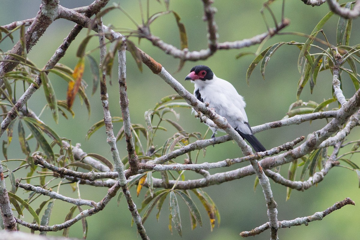 Black-tailed Tityra - Darren Clark