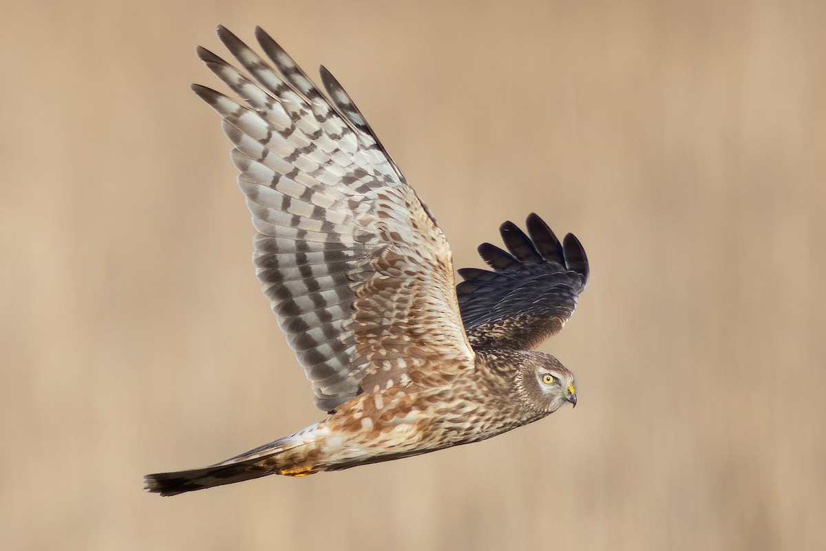 Hen Harrier - ML525211711