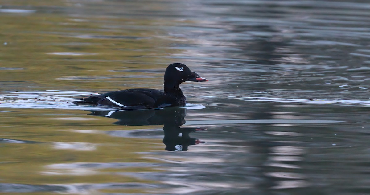 White-winged Scoter - Jill Casperson