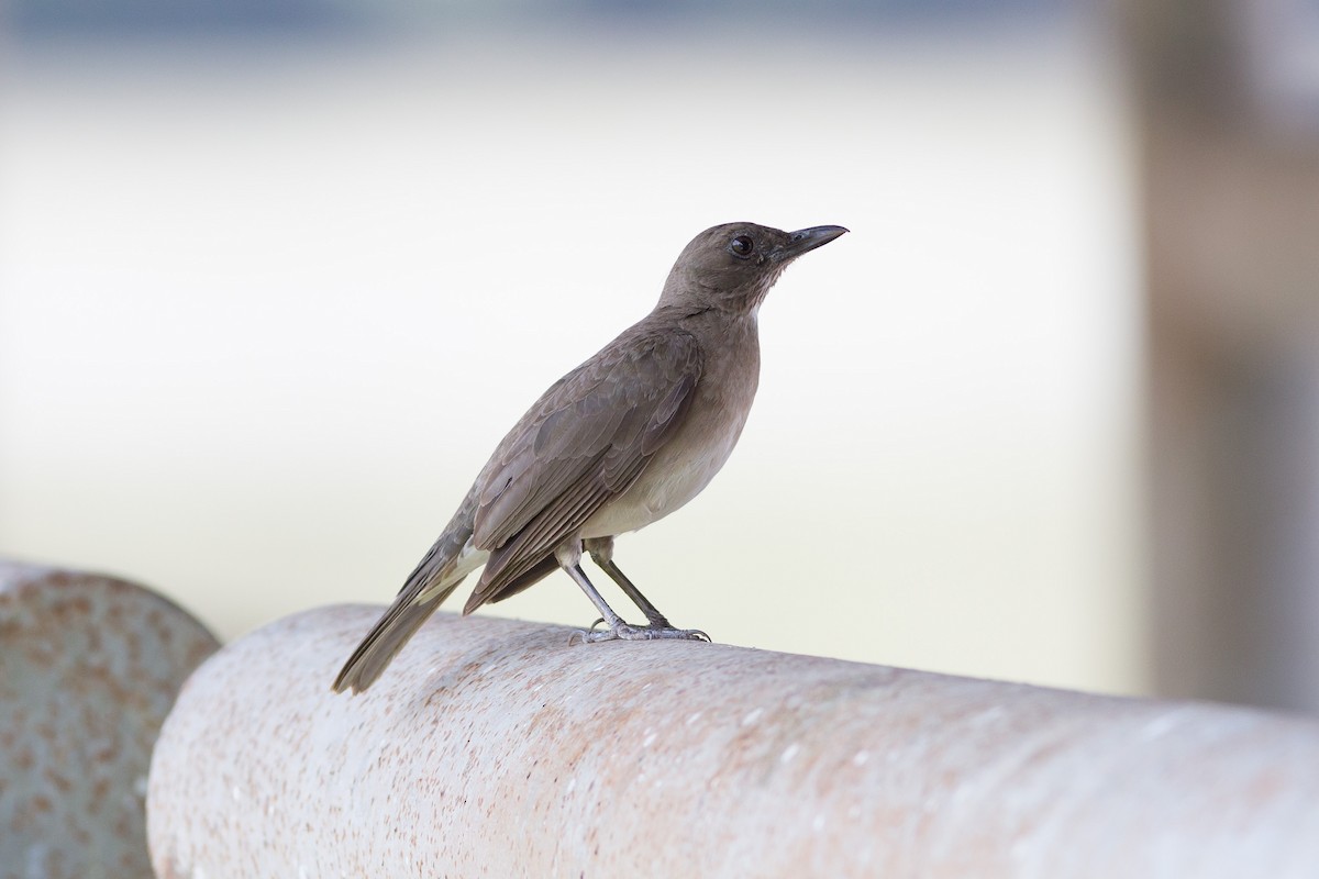 Black-billed Thrush - ML52521211