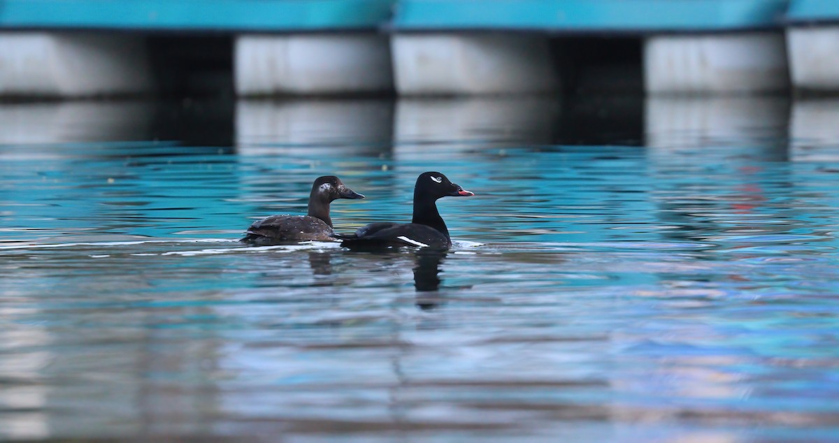 White-winged Scoter - Jill Casperson