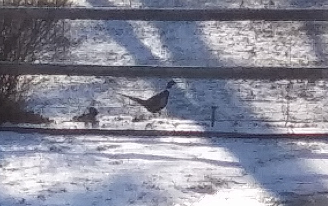 Ring-necked Pheasant - ML525213381
