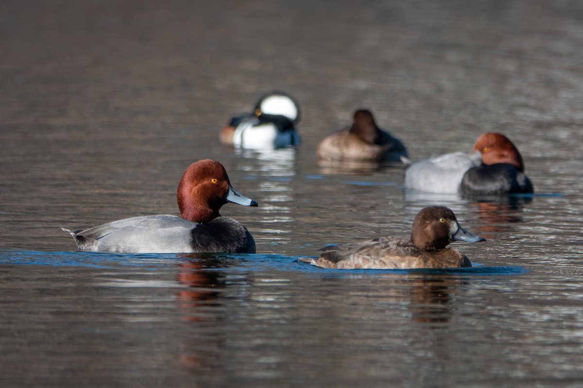 Redhead - R Brodell