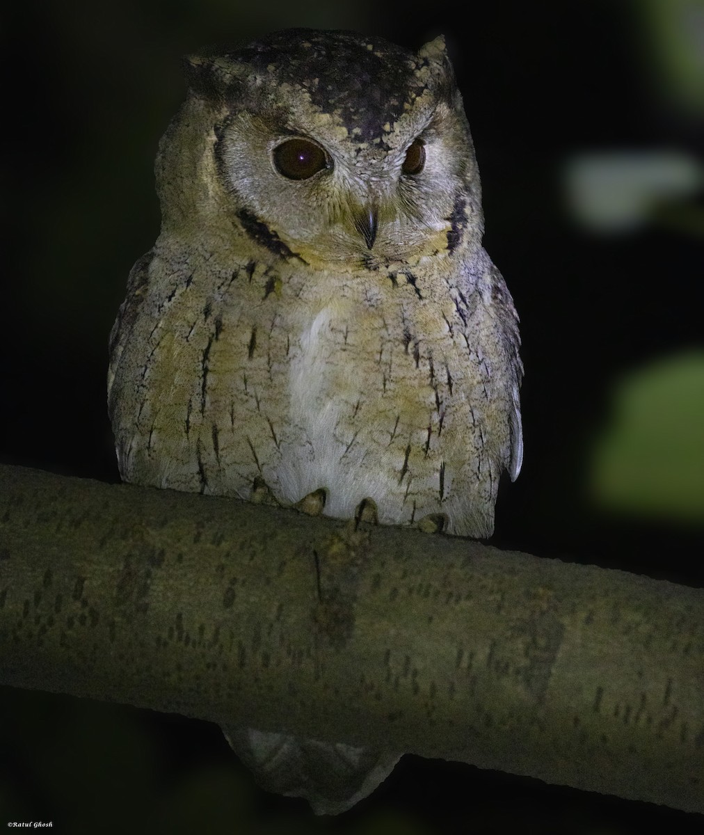 Indian Scops-Owl - Adhirup Ghosh