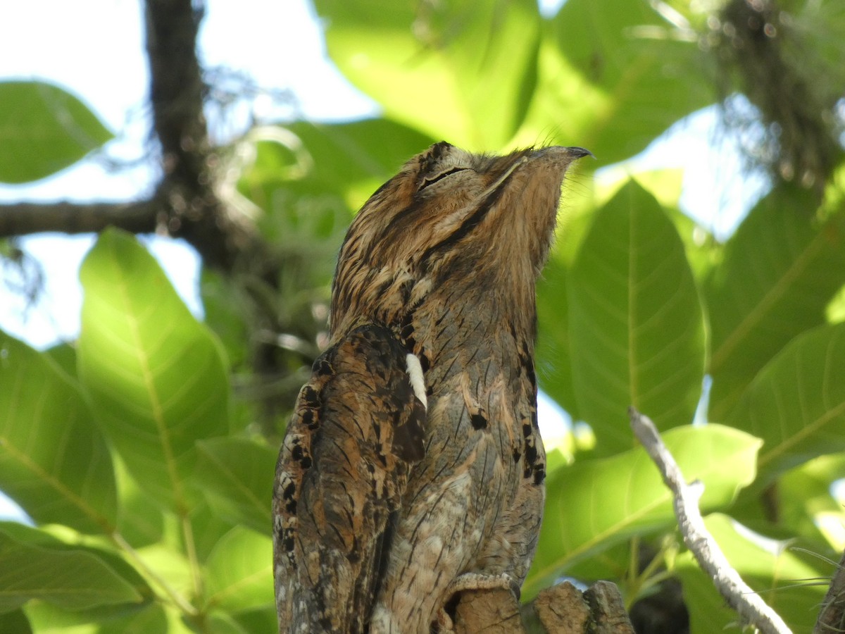 Northern Potoo - ML525215591