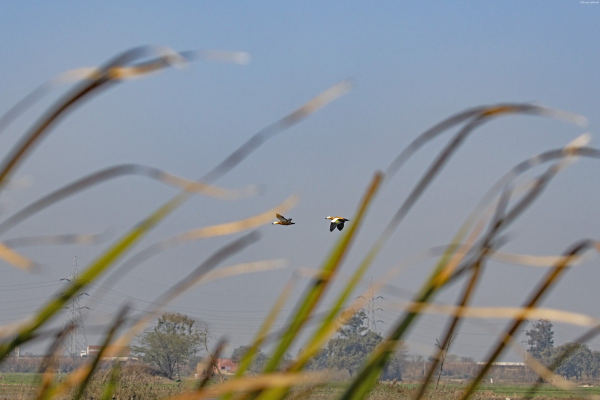 Ruddy Shelduck - Adhirup Ghosh