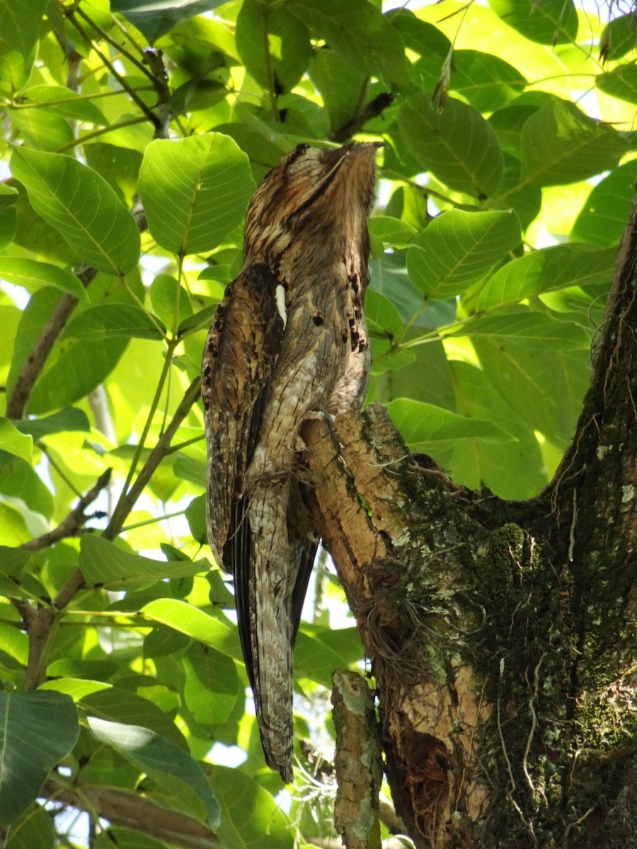 Northern Potoo - ML525216831