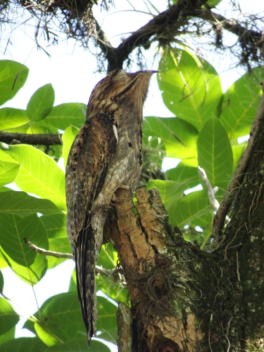 Northern Potoo - ML525216841