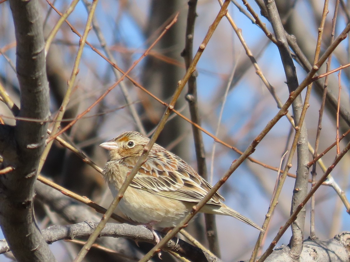 Grasshopper Sparrow - ML525218101