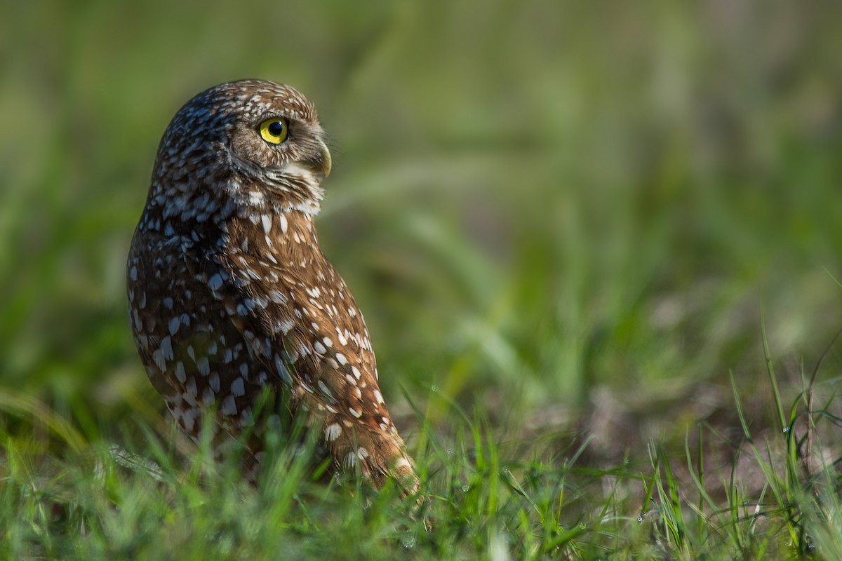 Burrowing Owl - Adam Duff