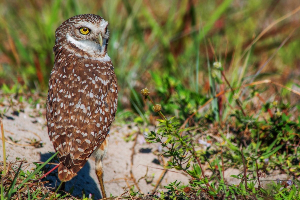 Burrowing Owl - Adam Duff