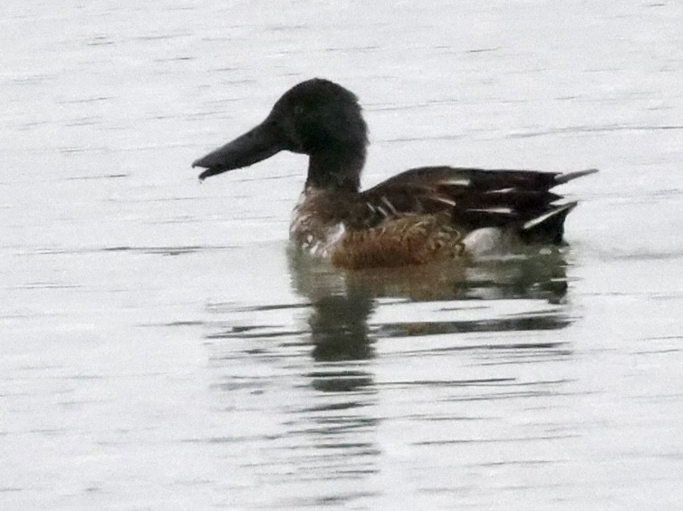 Northern Shoveler - ML525219101