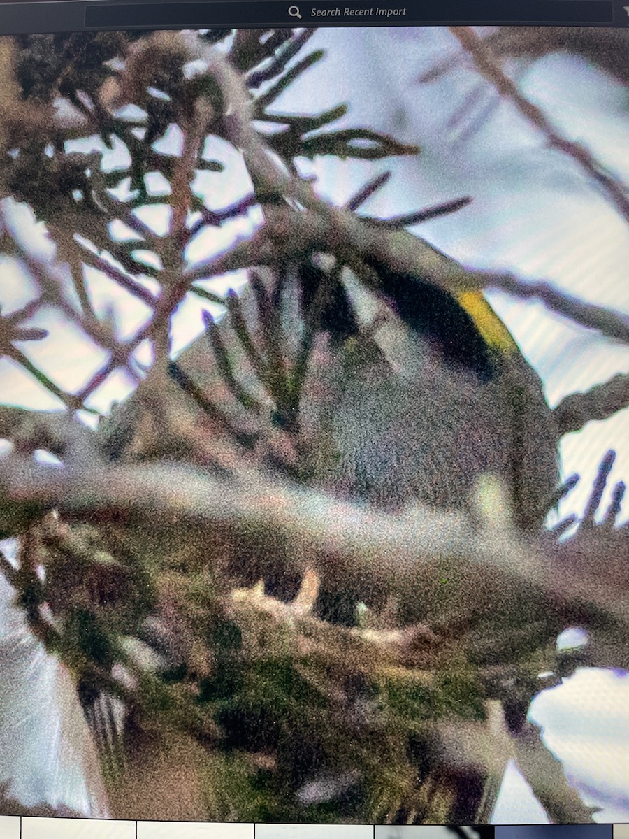 Golden-crowned Kinglet - ML525219851