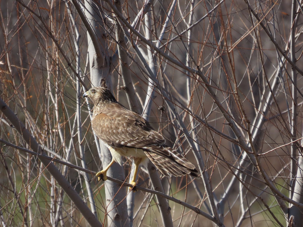 Red-shouldered Hawk - ML525219961