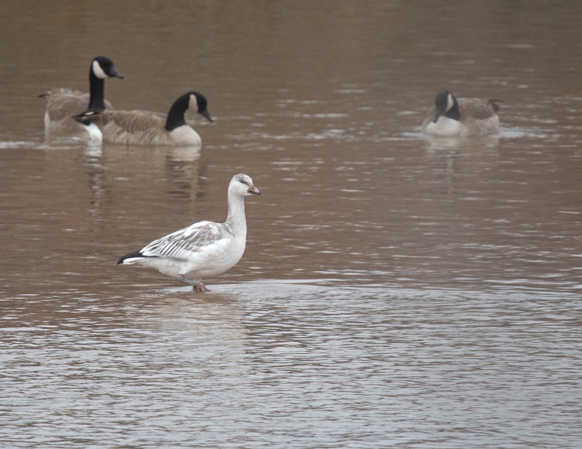 Snow Goose - Nate Gowan