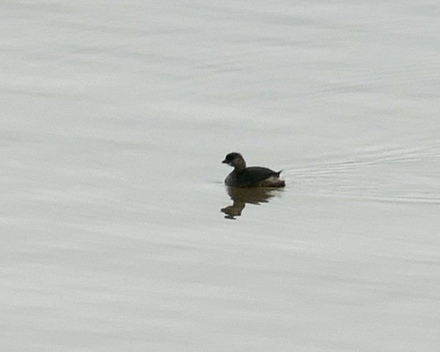 American Coot - ML525220191