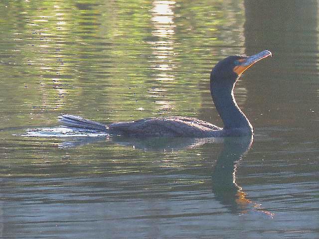 Double-crested Cormorant - ML52522051