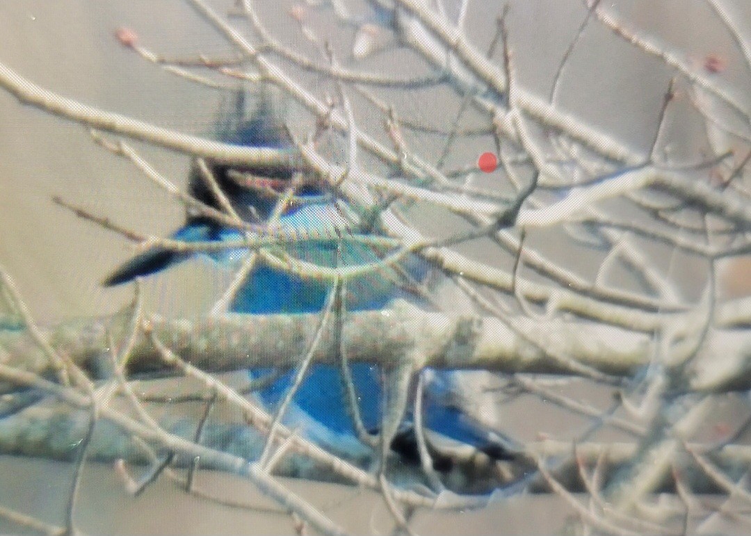 belteisfugl - ML525221281