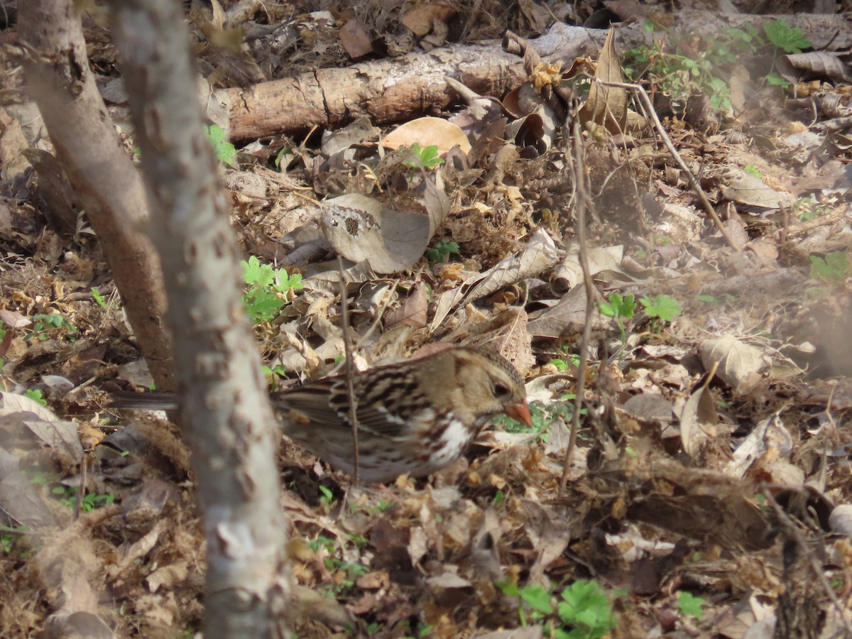 Harris's Sparrow - ML525222131